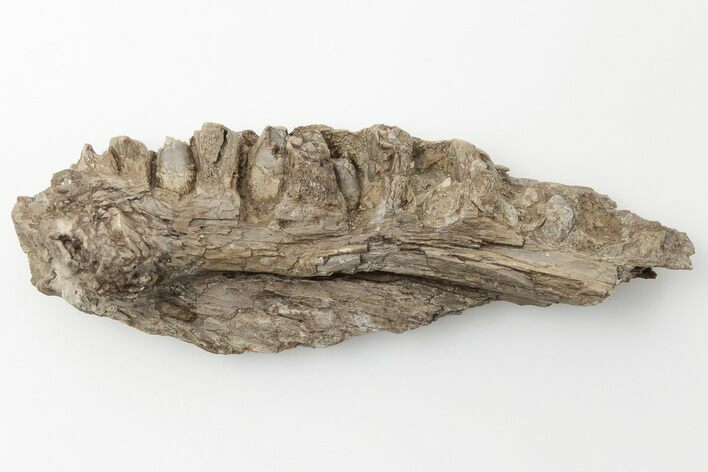 Fossil Fish (Cimolichthys) Jaw Section - Kansas #197683